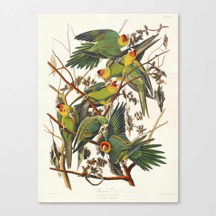 Carolina Parrot from Birds of America (1827) by John James Audubon  Canvas Print