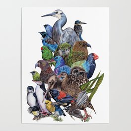 Perchin - NZ Birds Poster