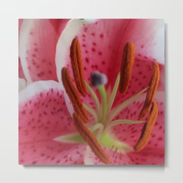 Full Bloom (Zoomed in Photograph of Stargazer Lily)  Metal Print | Pinkflower, Flowerphotograph, Flowers, Stargazerlily, Naturephotography, Photo, Flower 