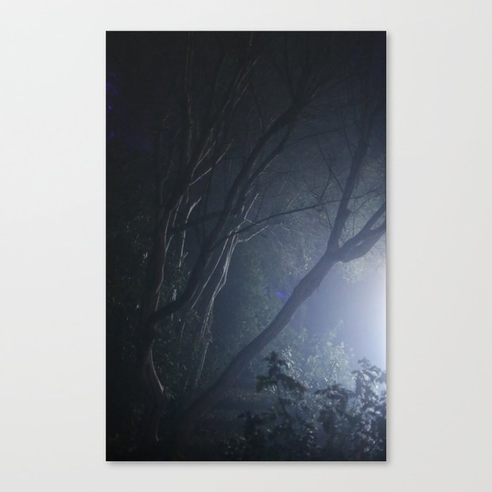 forest mystery Canvas Print