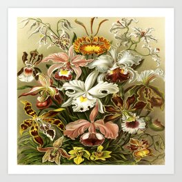 Ernst Haeckel Kunstformen der Nature Orchids Art Print | Nature, Vintage, Illustration, Painting 