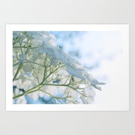 Delicate White Hydrangea Flowers High Key Art Print