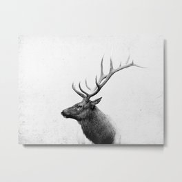 Bull Elk  Black and White Wildlife Photography Metal Print | Animal, Wildlife Photo, Elk, Rustic Decor, Christina Williams, Elk Photo, Outdoors, Antlers, Animal Photo, Wildlife 