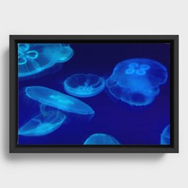 Blue Jellyfish  Framed Canvas
