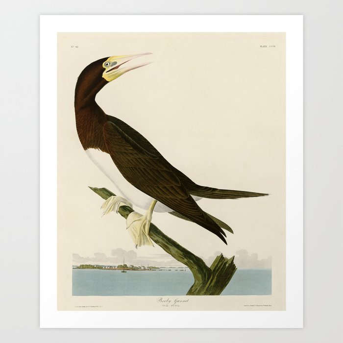 Booby Gannet - John James Audubon Birds of America Art Print
