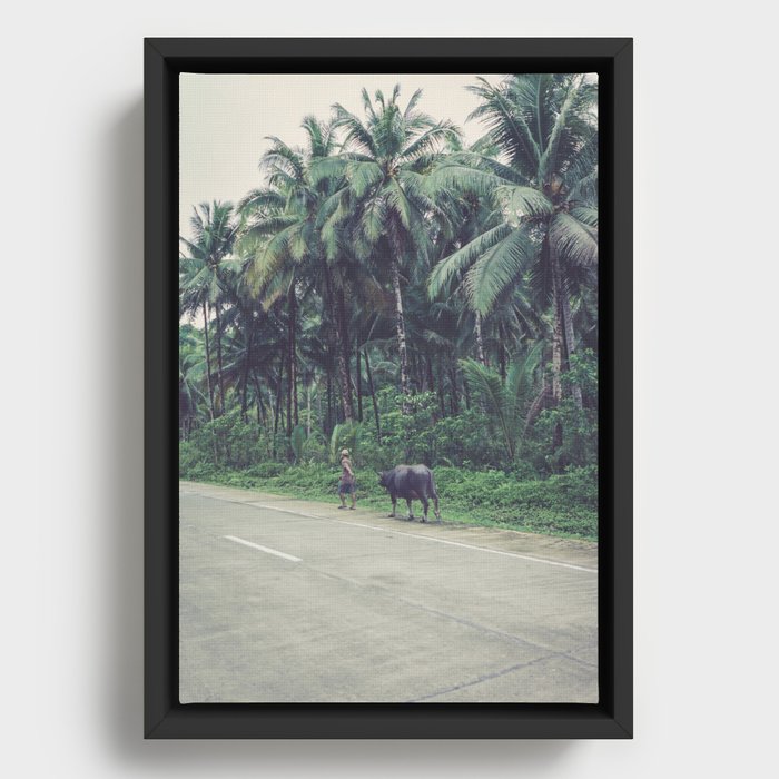 Man walking with cow, Siargao Philippines | travel photography Framed Canvas