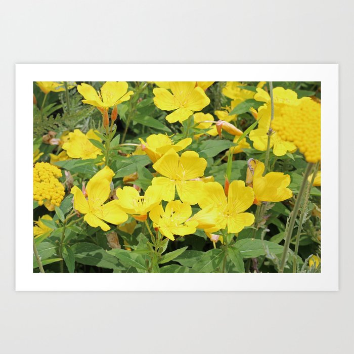 Yellow Flowers Art Print