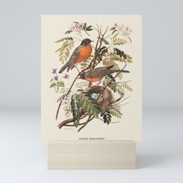 American Robin Antique Naturalist Illustration Mini Art Print