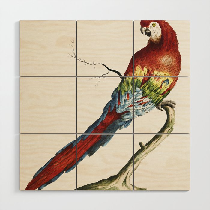 Pappagallo detto arara rossa del Brasile (Macaw)  Wood Wall Art