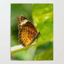 Leopard Lacewing Butterfly Poster