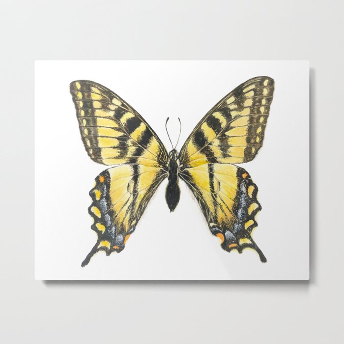 Eastern tiger swallowtail butterfly, papillon glauque Metal Print