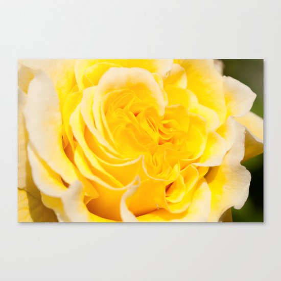 A Touch of Yellow #Rose #1 #art #society6 Canvas Print