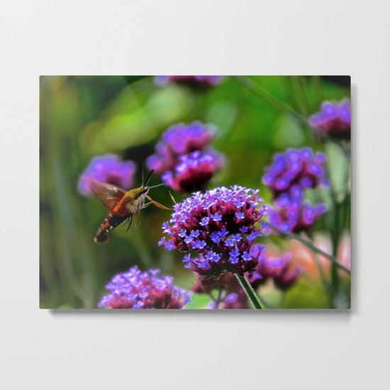 The Hummingbird Moth Metal Print
