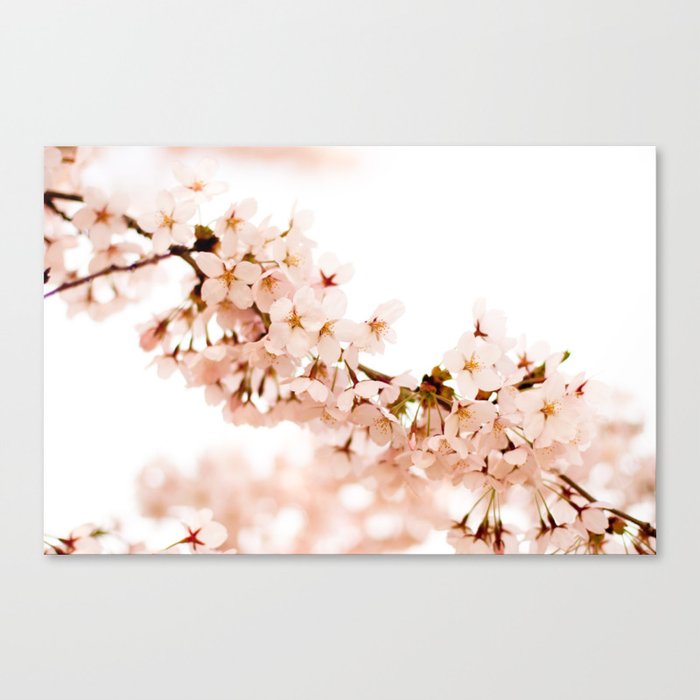 Cherry Blossom Explosion Canvas Print