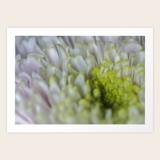 Hint of Pink Art Print