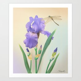 Wild Iris and Dragonfly Art Print
