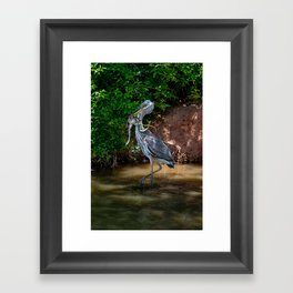 Catch-of-the-Day, Great Blue Heron and Huge Frog Framed Art Print
