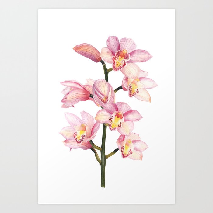 The Orchid, A Realistic Botanical Watercolor Painting Art Print