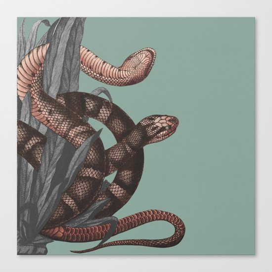 Snakes (animals collection) Canvas Print