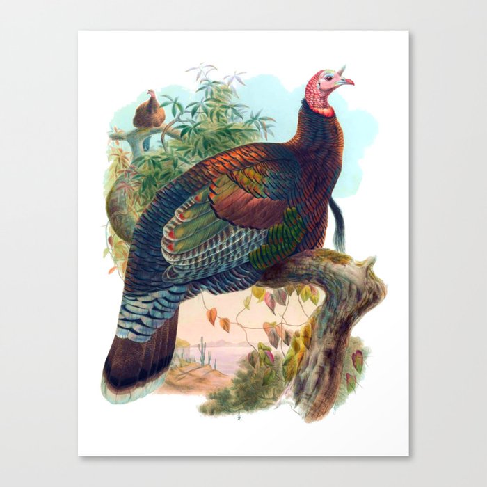 The Mexican Turkey Canvas Print