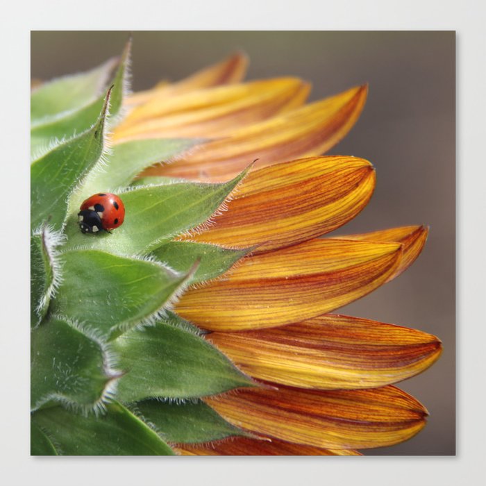 Ladybug on Sunflower Canvas Print