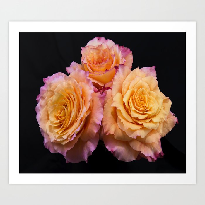 Orange Free Spirit Roses Art Print By Daphsam Society6