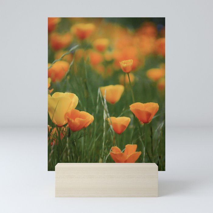 California Poppy Flowers Mini Art Print