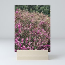 Dutch Heather field - Nature in the Netherlands - Posbank, Veluwe - Purple flower image Mini Art Print