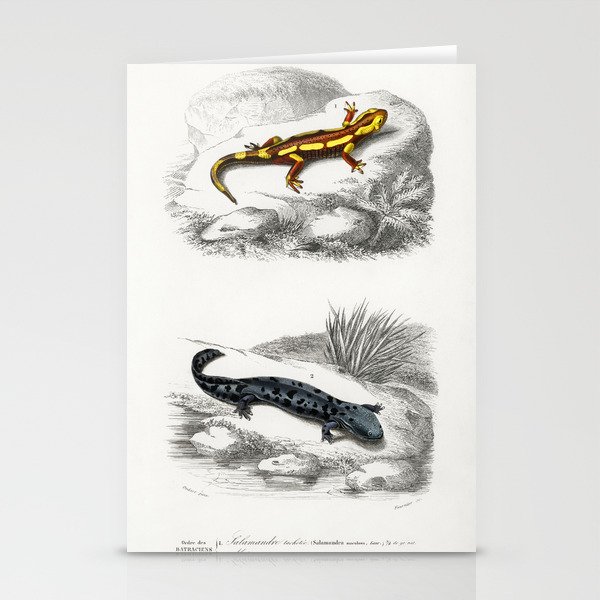 Fire Salamander & Hellbender Salamander Stationery Cards