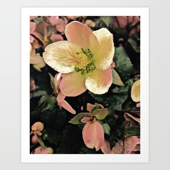 Helleborus Art Print