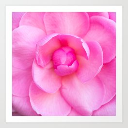 Pink Camellia Art Print