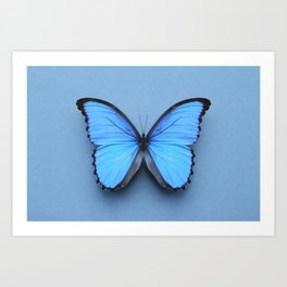 Blue Morpho Butterfly on Blue Art Print
