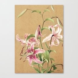 Lilies no. 5 Canvas Print