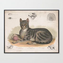 The Cat - Felis domesticus Canvas Print
