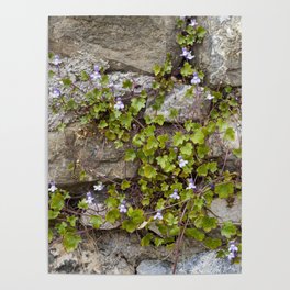 Kenilworth ivy plant Poster