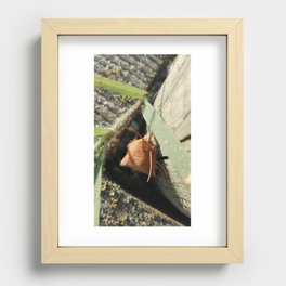 Orange Moth Recessed Framed Print