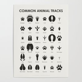 Animal Tracks Identification Chart or Guide Poster