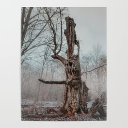 Old Moody Tree In Winter I Poster