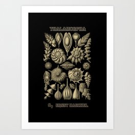 “Thalamorpha” from “Art Forms of Nature” by Ernst Haeckel Art Print