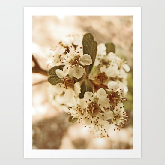 white blossoms on a tree. Art Print