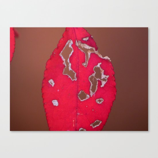 red leaf Canvas Print