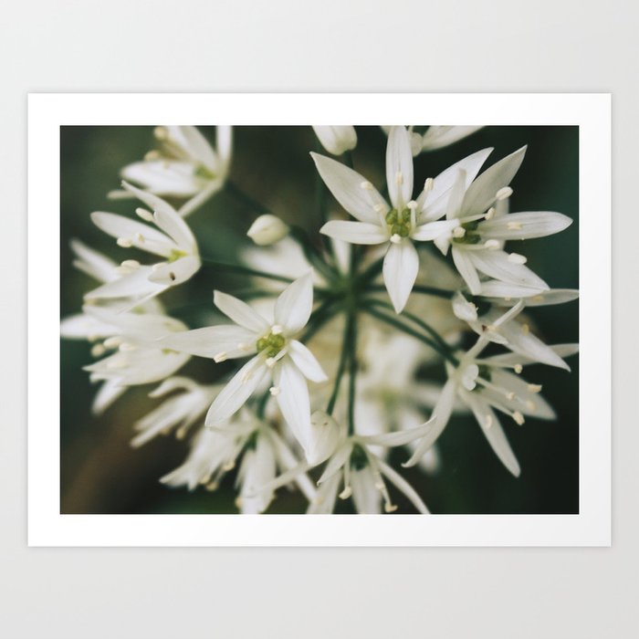 White Flowers Art Print