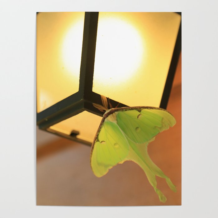 Luna Moth in Northern Vermont Poster