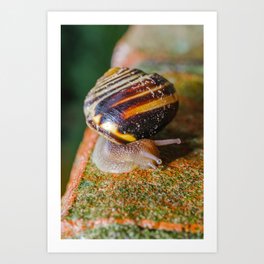 Snail on a Brick Wall. Art Print