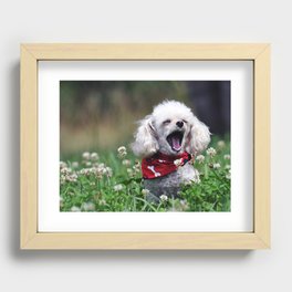 The Yawn (poodle) Recessed Framed Print