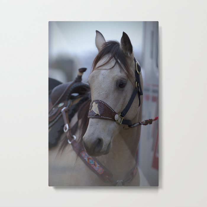 Horse in bridle Metal Print