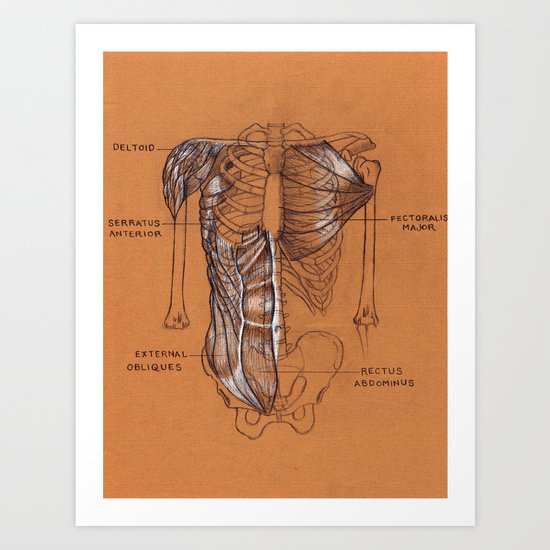 Jesse Young's Human Anatomy Drawing of The Muscles of the Torso (Circa 2005) Art Print
