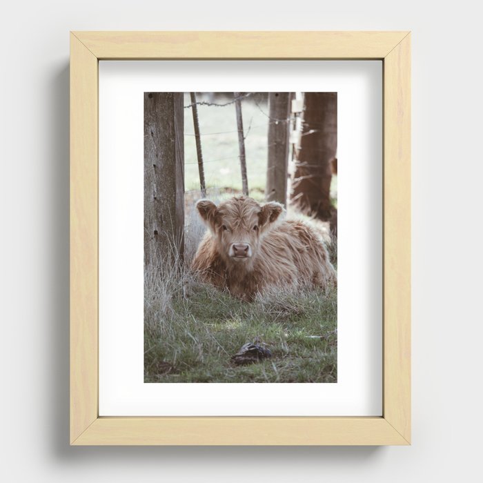 Highland Cow Calf Recessed Framed Print