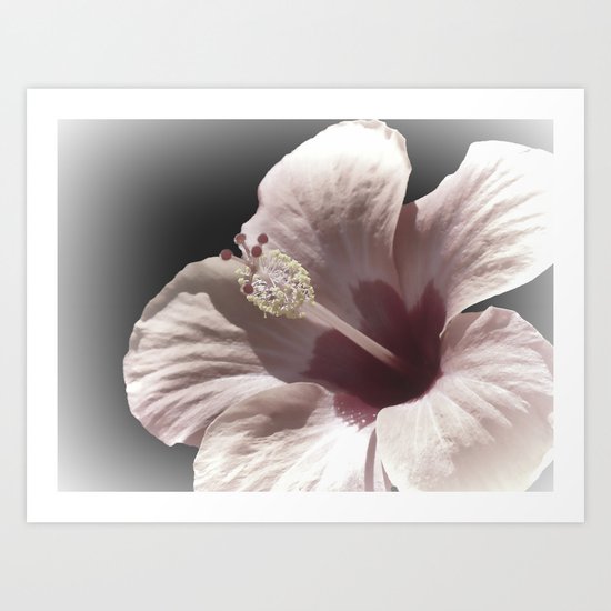 Hibiscus Art Print