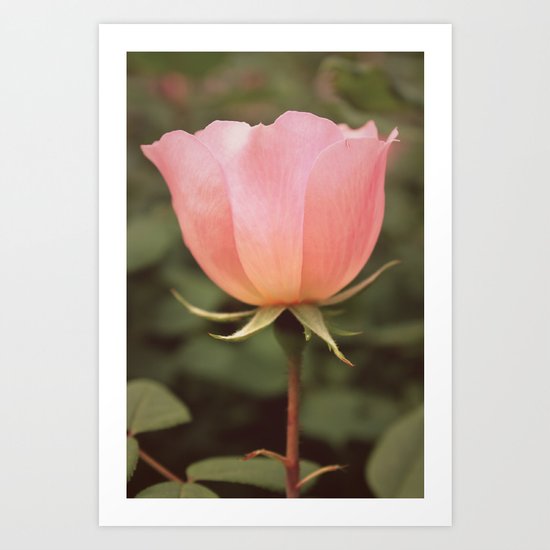 Rose Art Print